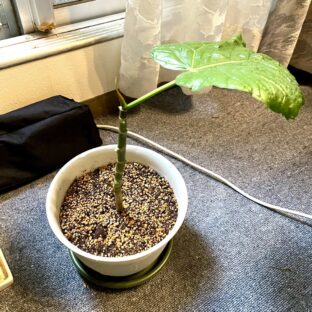 ◆子どもたちを守るために:児童相談所の現状と課題