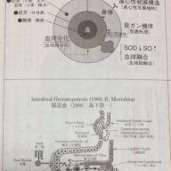 ◆腸造血理論